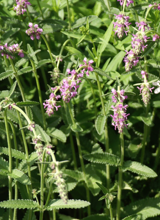 Stachys officinalis (wood betony) fresh aerial parts in flower tincture