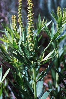 Stillingia sylvatica (stillingia) fresh root tincture