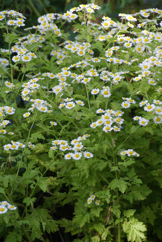 Tanacetum parthenium (feverfew) fresh aerial parts in flower tincture