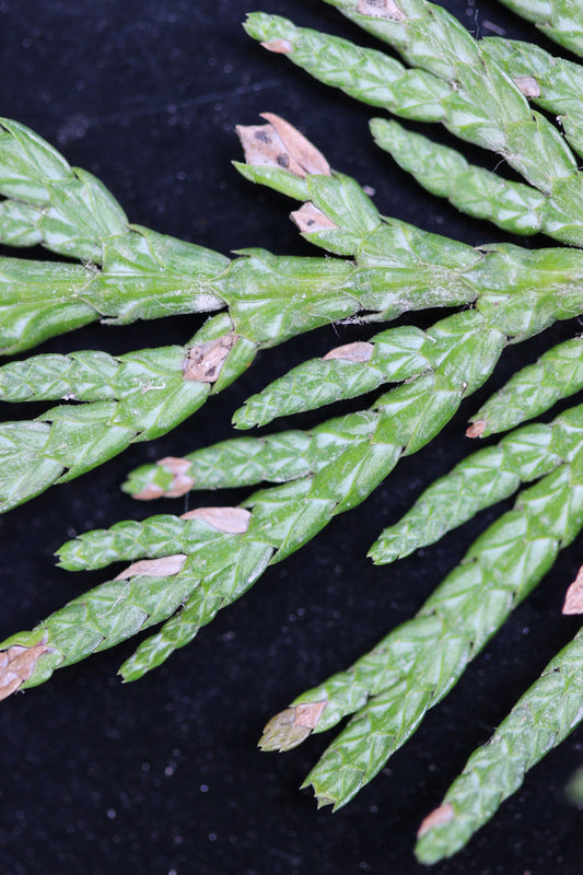 Thuja plicata (Western red cedar) fresh branch tips tincture