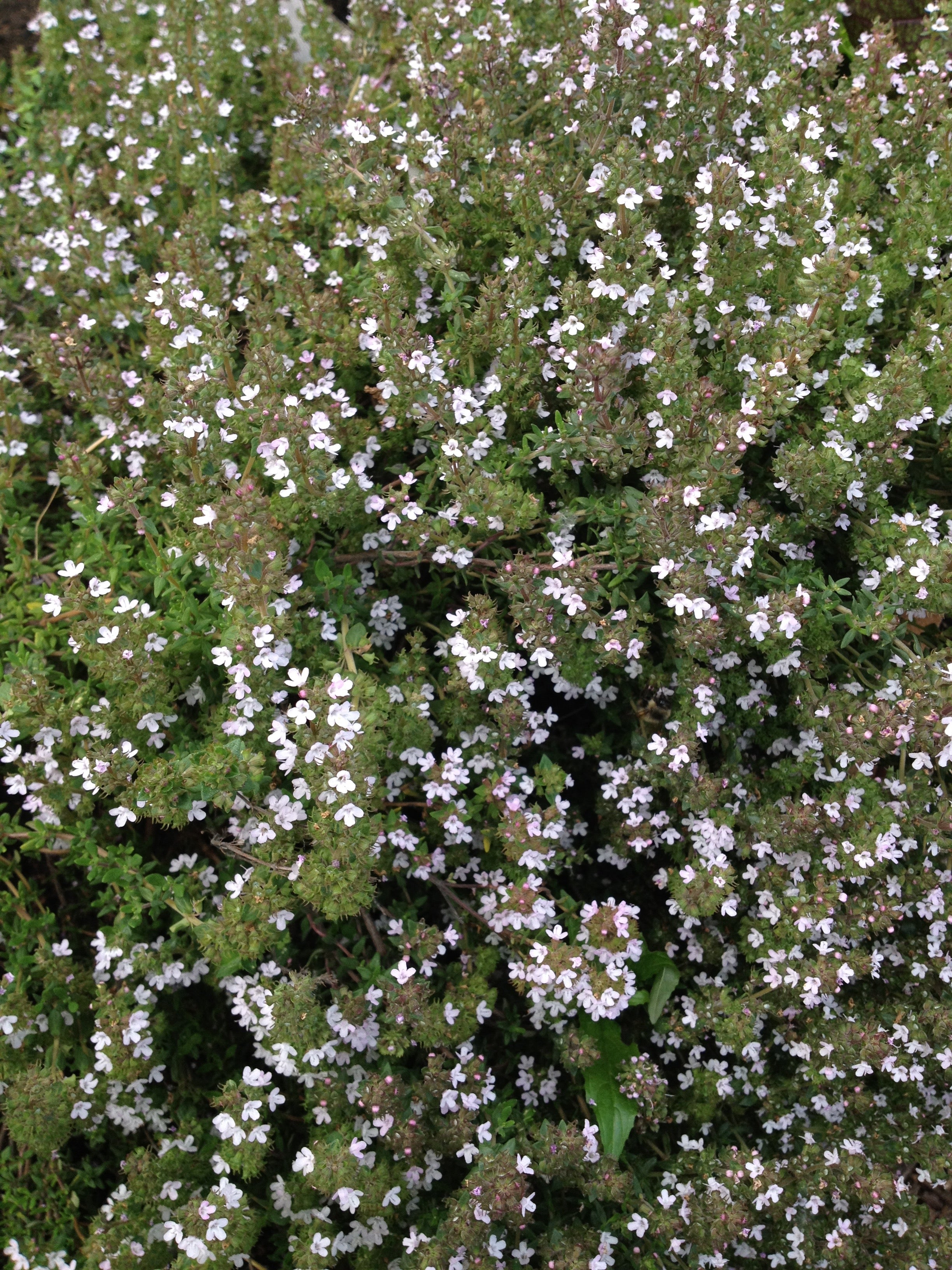 Thymus vulgaris (thyme) fresh aerial parts tincture