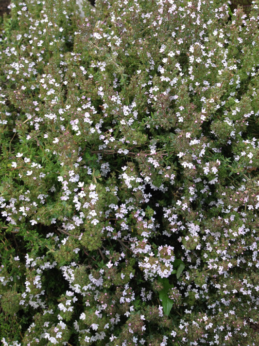 Thymus vulgaris (thyme) fresh aerial parts tincture