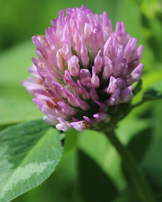 Trifolium pratense (red clover) fresh flower glycerite