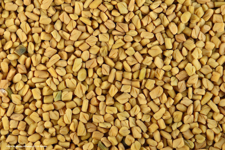 Trigonella foenum-graecum (fenugreek) dry seed tincture