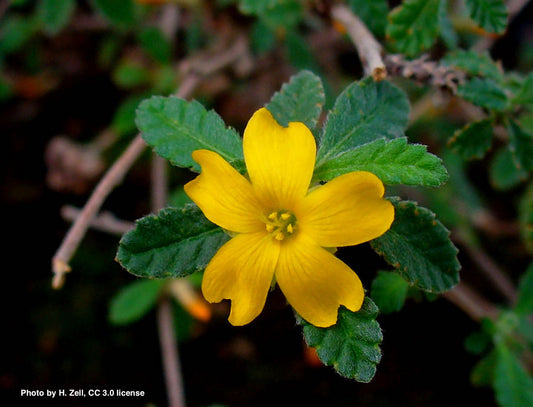 Turnera diffusa (damiana) dry leaf tincture
