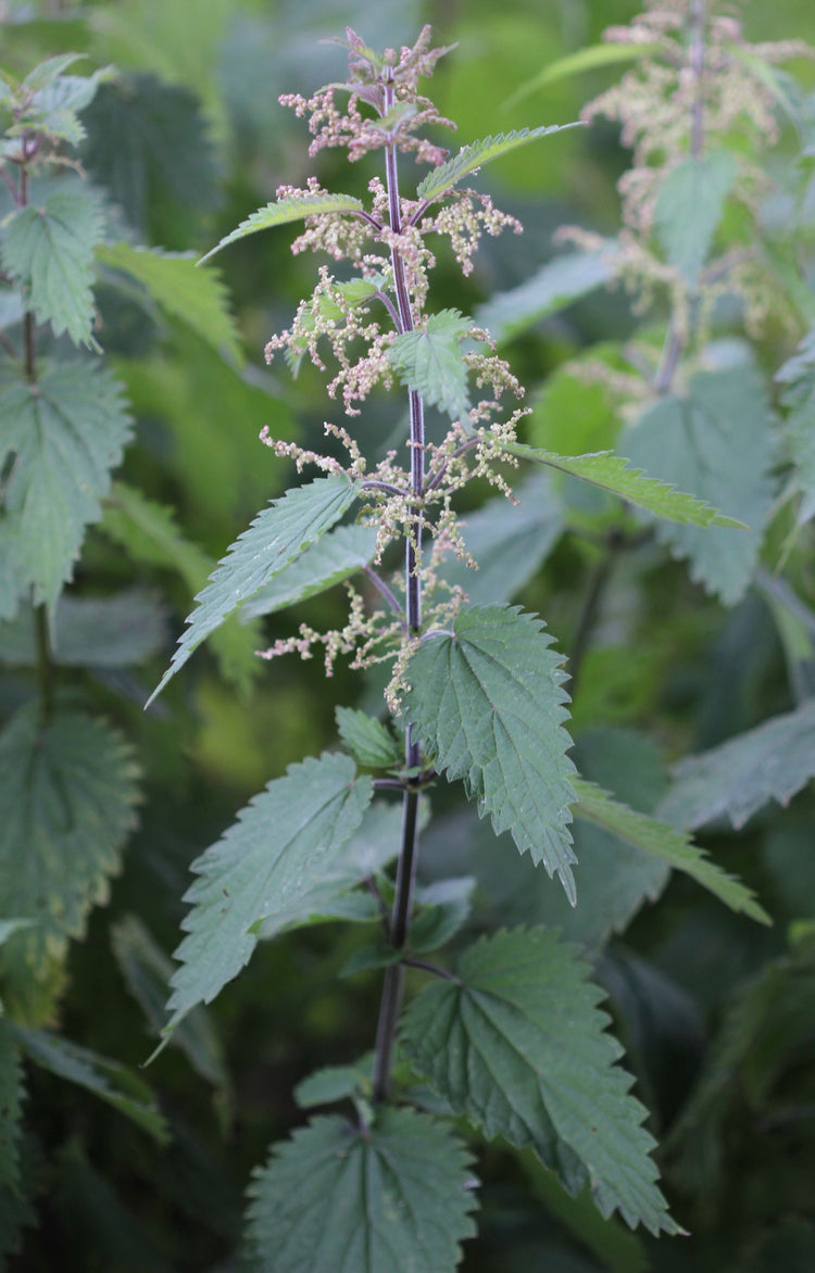 Urtica dioica (stinging nettle) fresh leaf glycerite