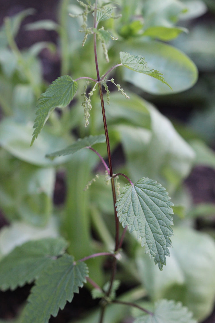 Urtica dioica (stinging nettle) fresh rhizome & root tincture