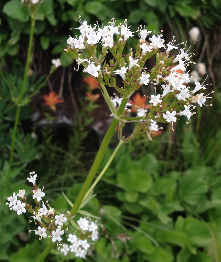 Valeriana sitchensis (Pacific valerian) fresh root glycerite