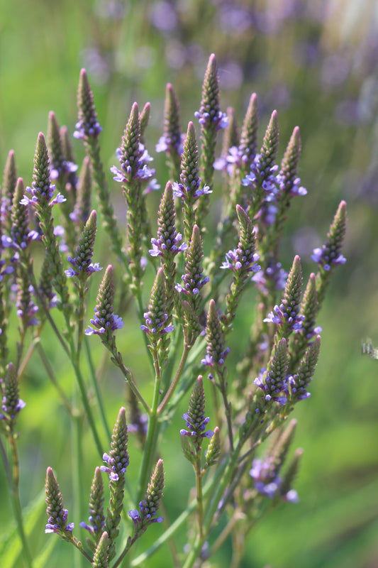 Verbena hastata (blue vervain) fresh aerial parts tincture