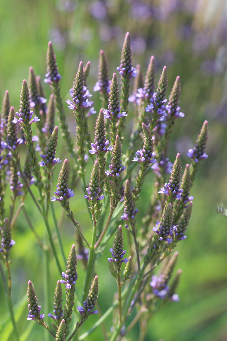 Verbena hastata (blue vervain) fresh aerial parts glycerite