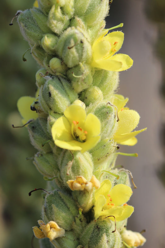 Verbascum spp. (mullein) fresh flower glycerite