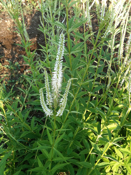 Veronicastrum virginicum (culver's root) fresh root tincture