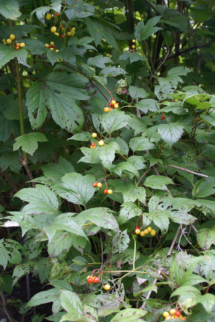 Viburnum opulus (cramp bark) fresh bark tincture