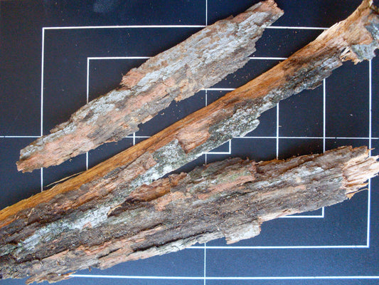 Viburnum prunifolium (black haw) dry bark tincture