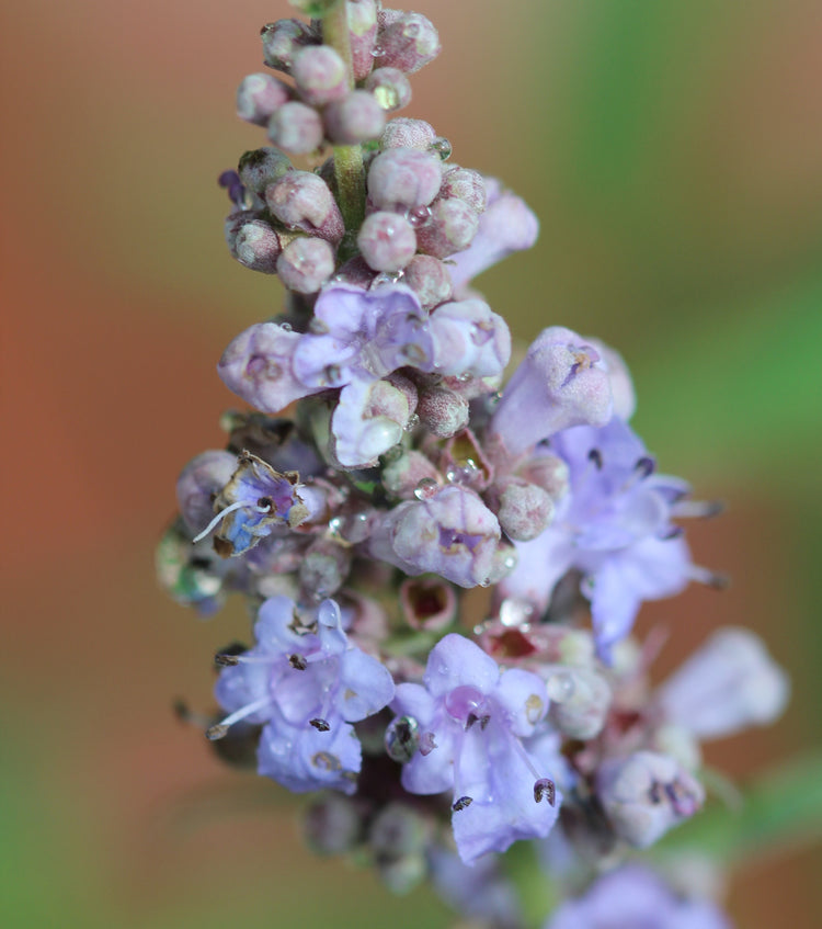 Vitex agnus-castus (chaste tree) fresh mature fruit glycerite