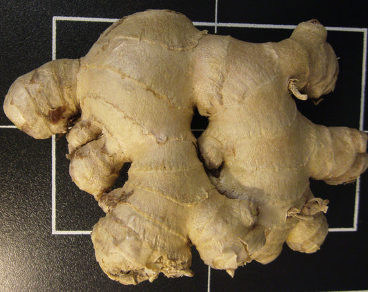Zingiber officinale (ginger) fresh rhizome tincture