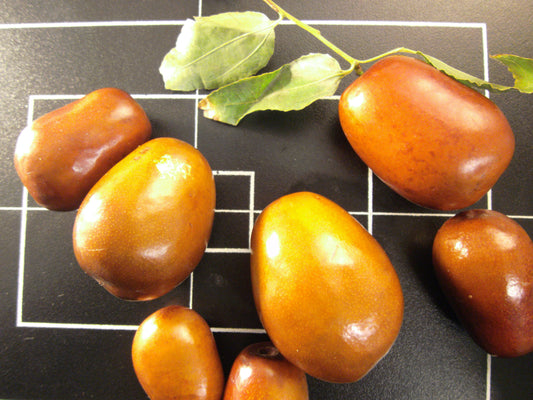 Ziziphus jujuba (jujube) fresh fruit tincture