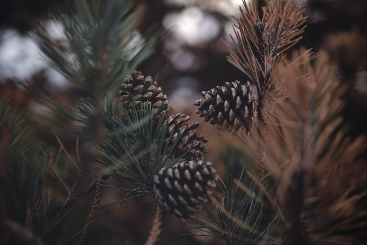 Pinus spp. (pine) dry resin tincture