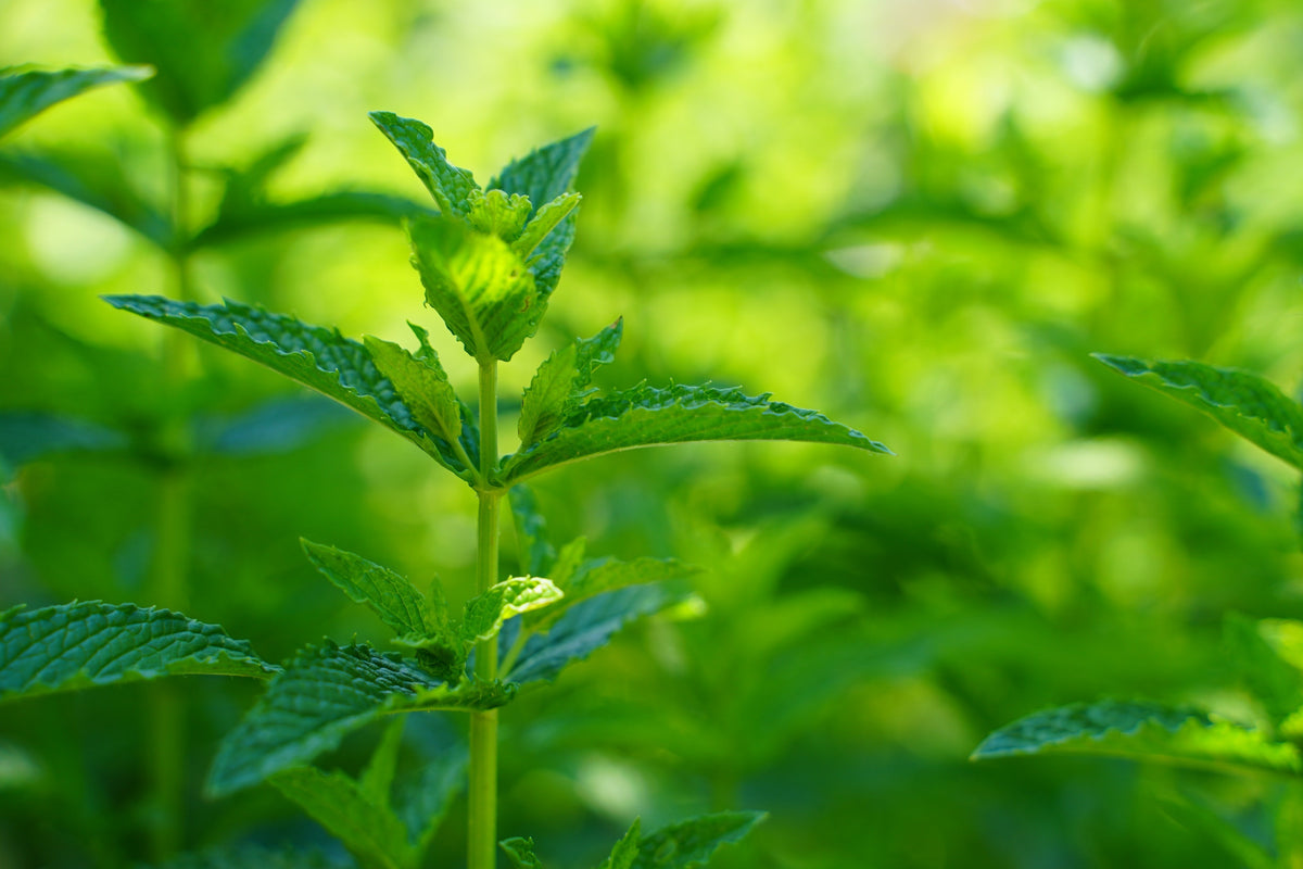 Heron Botanicals Formula Dosing Strategies