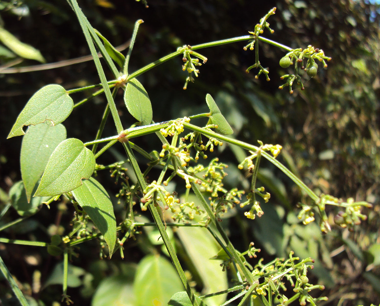 Rubia cordifolia (Indian madder) dry root tincture