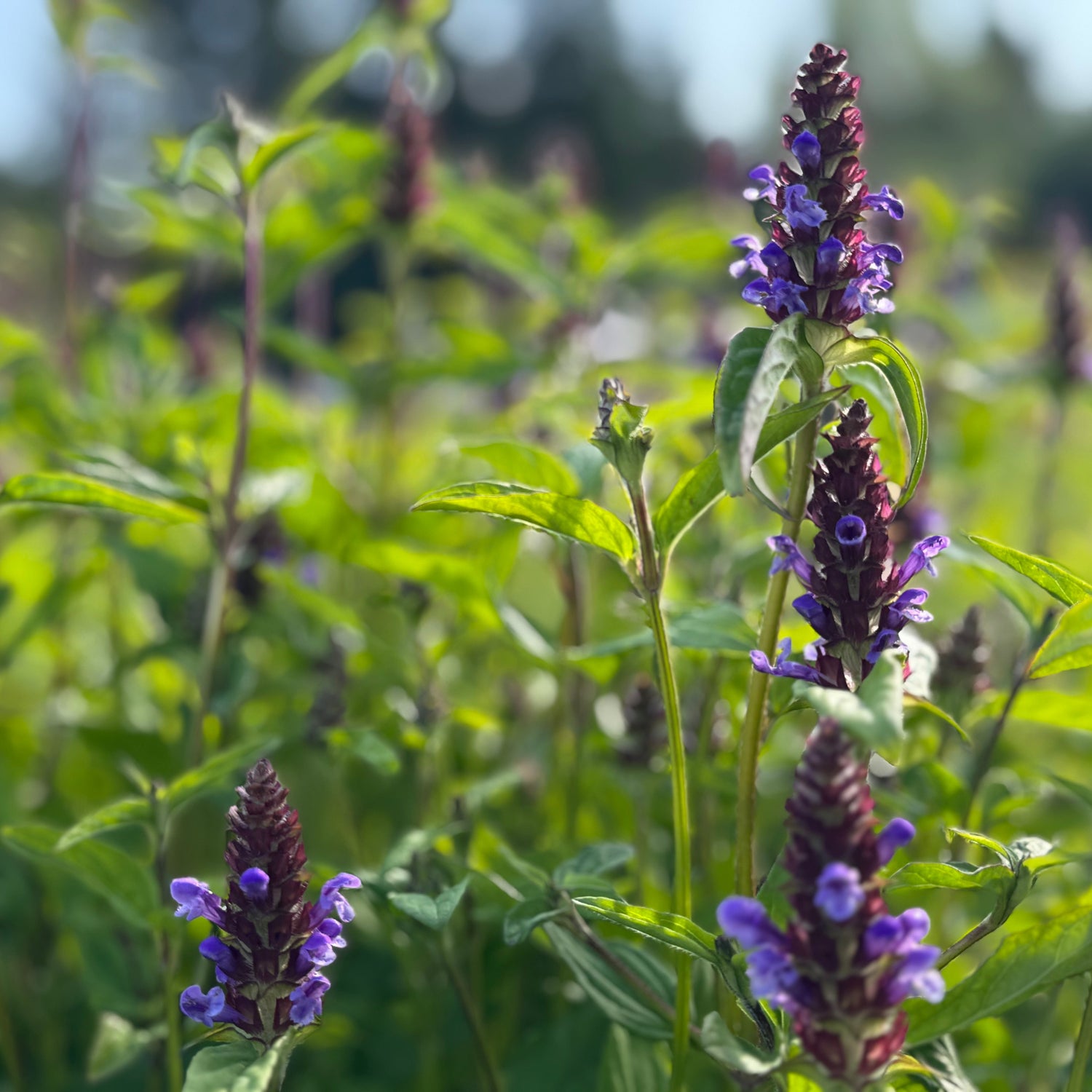 Purple flowers among green foliage with a blurred background