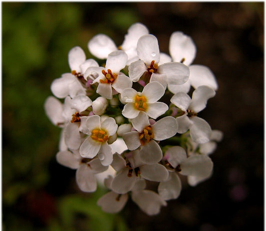 Iberis amara (Bitter Candytuft) Fresh Aerial Parts in Flower Tincture