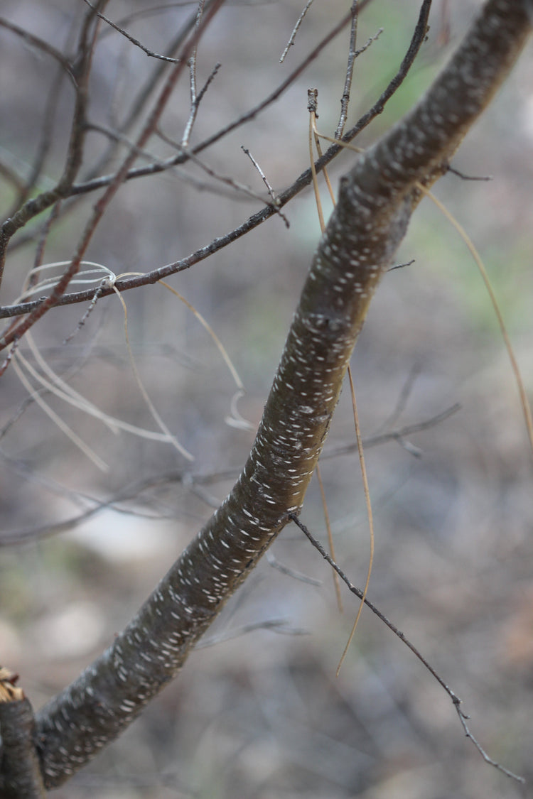 Prunus serotina (black cherry) dry bark glycerite