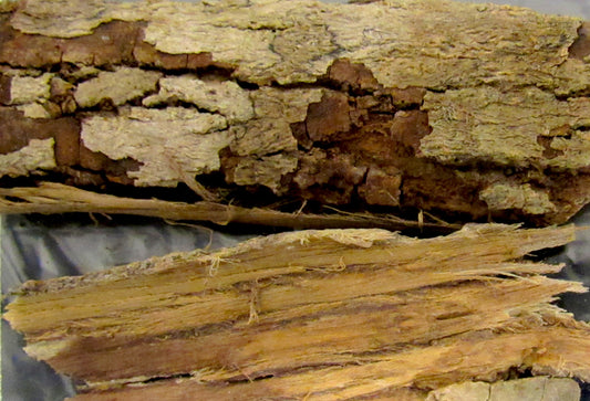 Piscidia piscipula (Jamaica dogwood) dry bark tincture