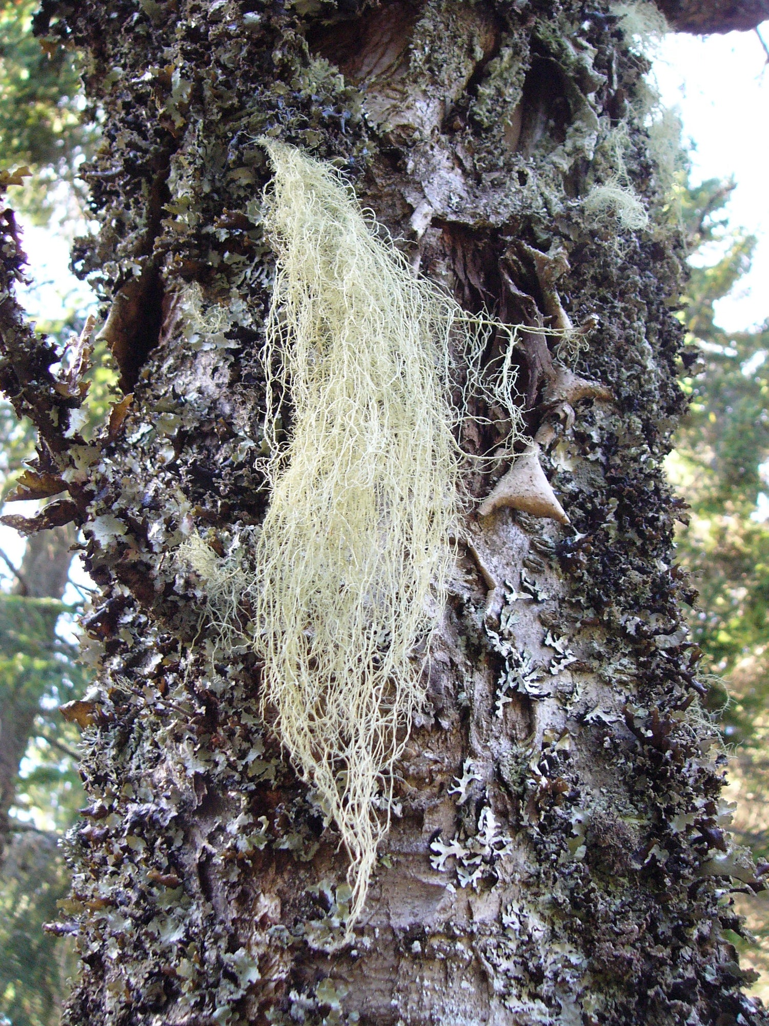 Usnea (Usnea spp.) fresh thallus tincture