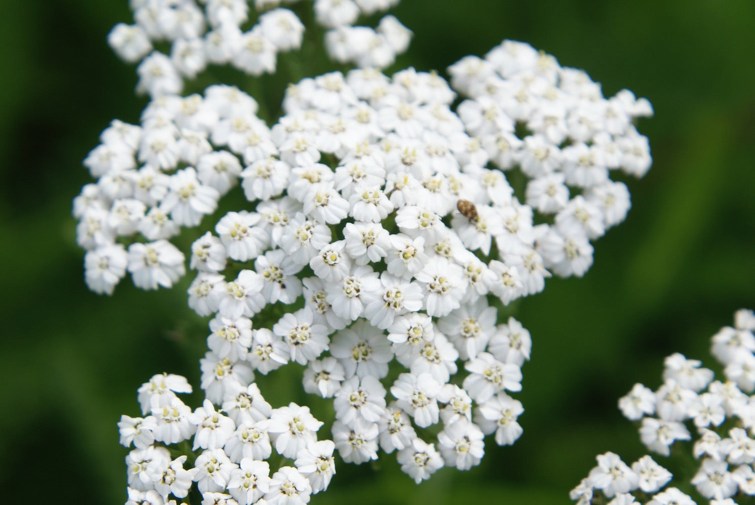 Achillea millefolium (yarrow) fresh aerial parts in flower tincture