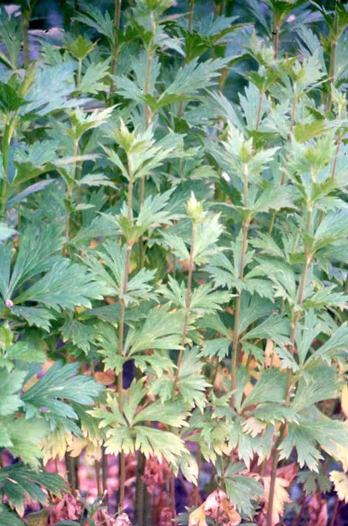 Aconitum carmichaelii (Sichuan aconite) dry root traditionally prepared with mineral salts tinctured decoction - RESTRICTED