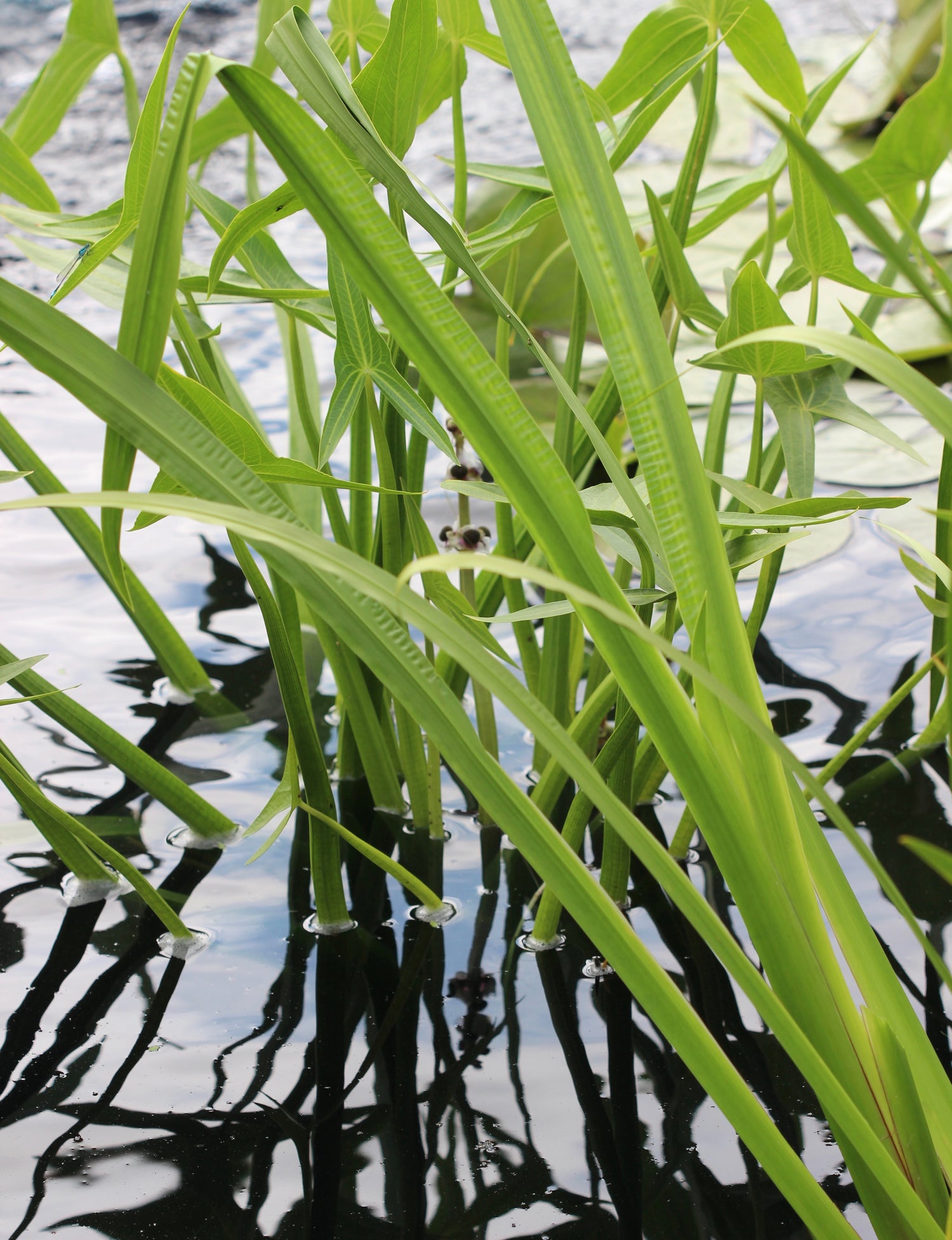 Acorus calamus (calamus) fresh rhizome tincture