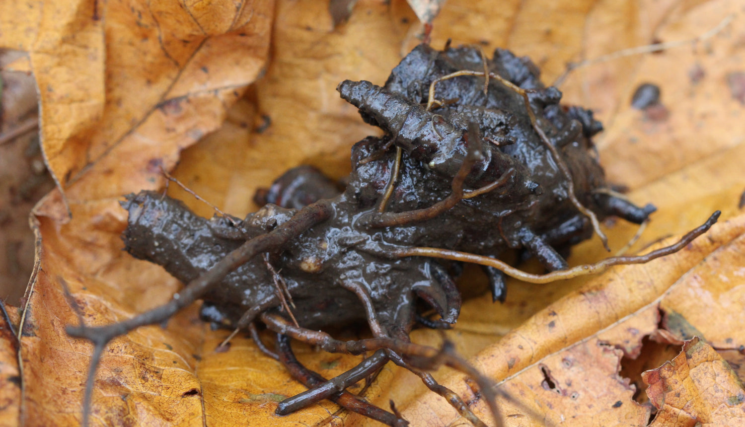 Actaea racemosa (black cohosh) fresh rhizome & root tincture