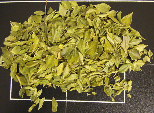 Agathosma betulina (buchu) dry leaf tincture