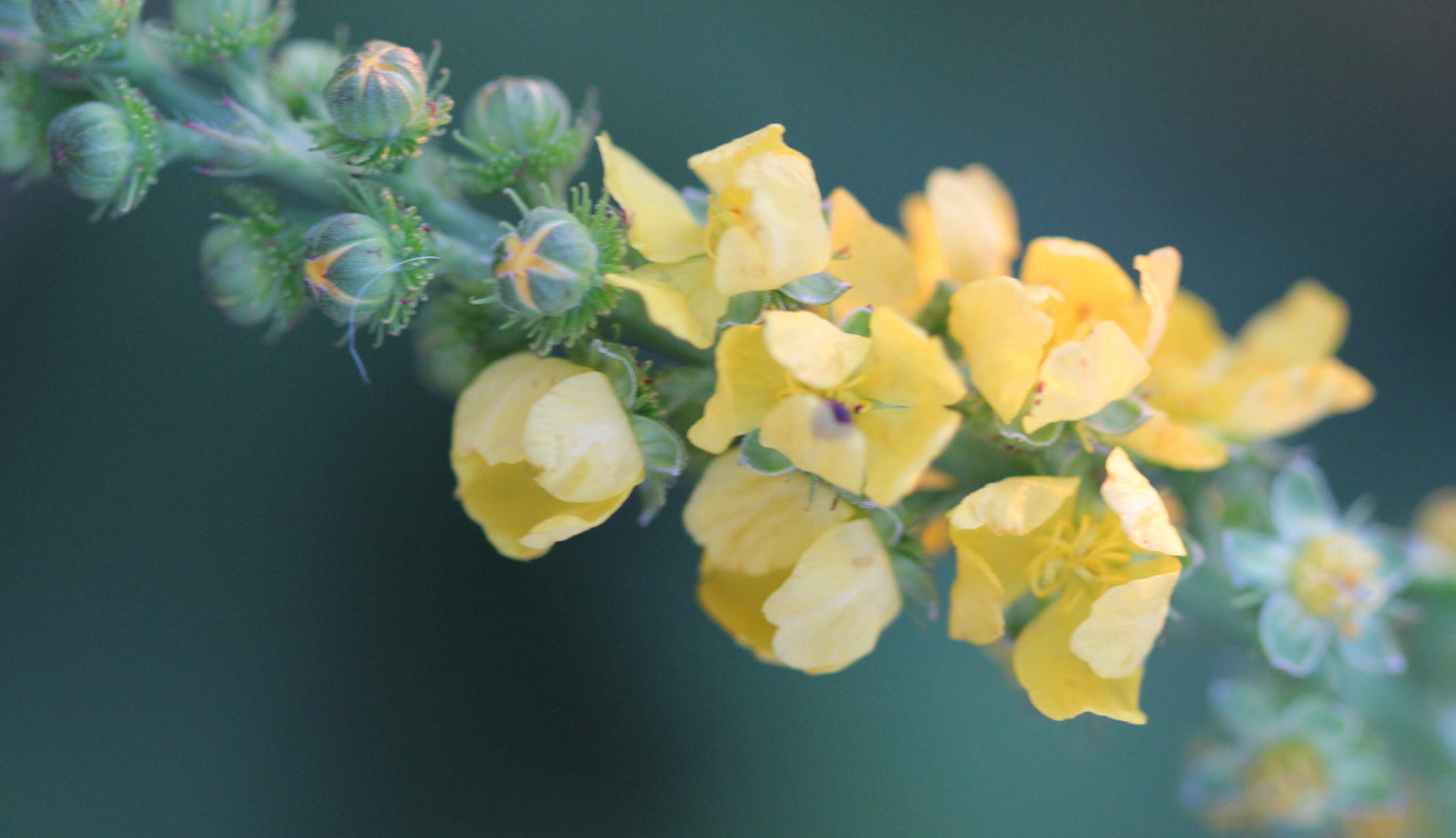 Agrimonia eupatoria (agrimony) fresh aerial parts in flower tincture