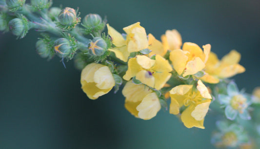 Agrimonia eupatoria (agrimony) fresh aerial parts in flower tincture