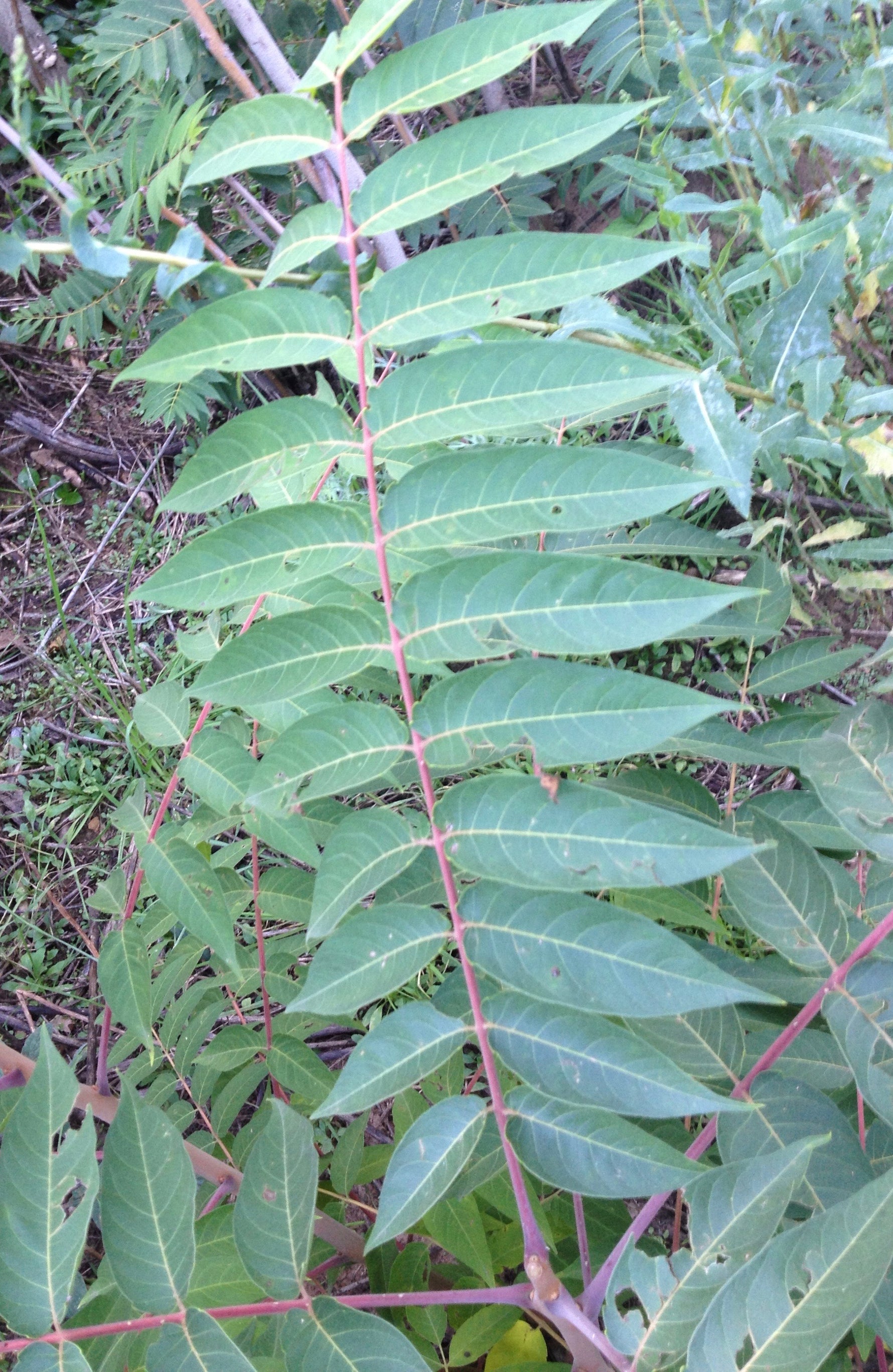 ailanthus altissima for sale Ailanthus altissima (Chinese tree-of-heaven) fresh leaf & twig tinctur – Heron Botanicals