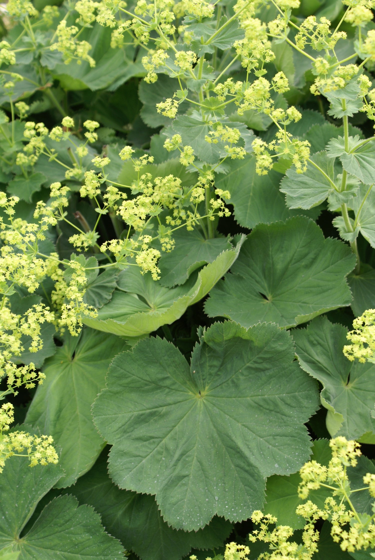 Alchemilla vulgaris (lady's mantle) fresh aerial parts tincture