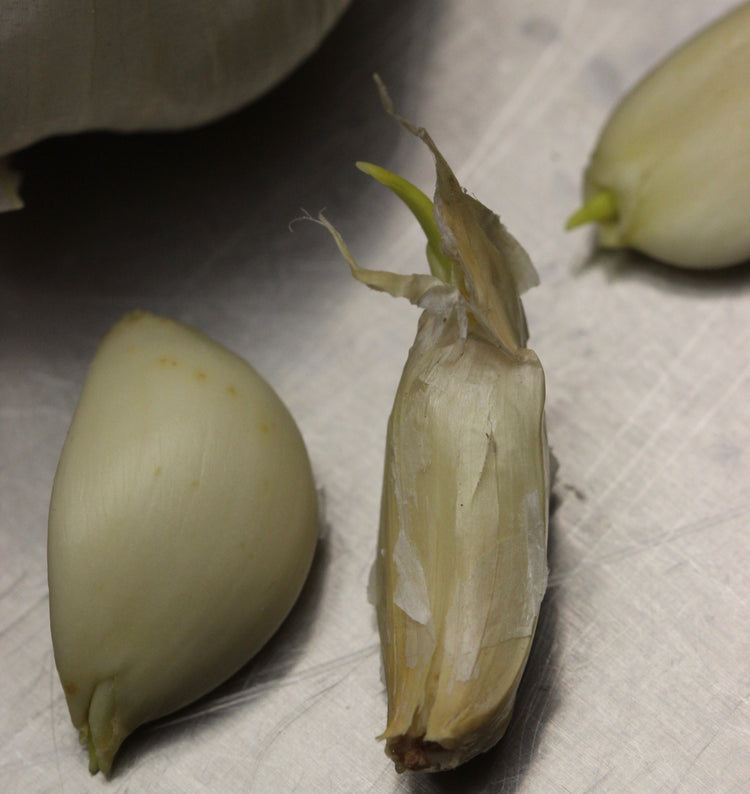 Allium sativum (garlic) fresh bulb glycerite