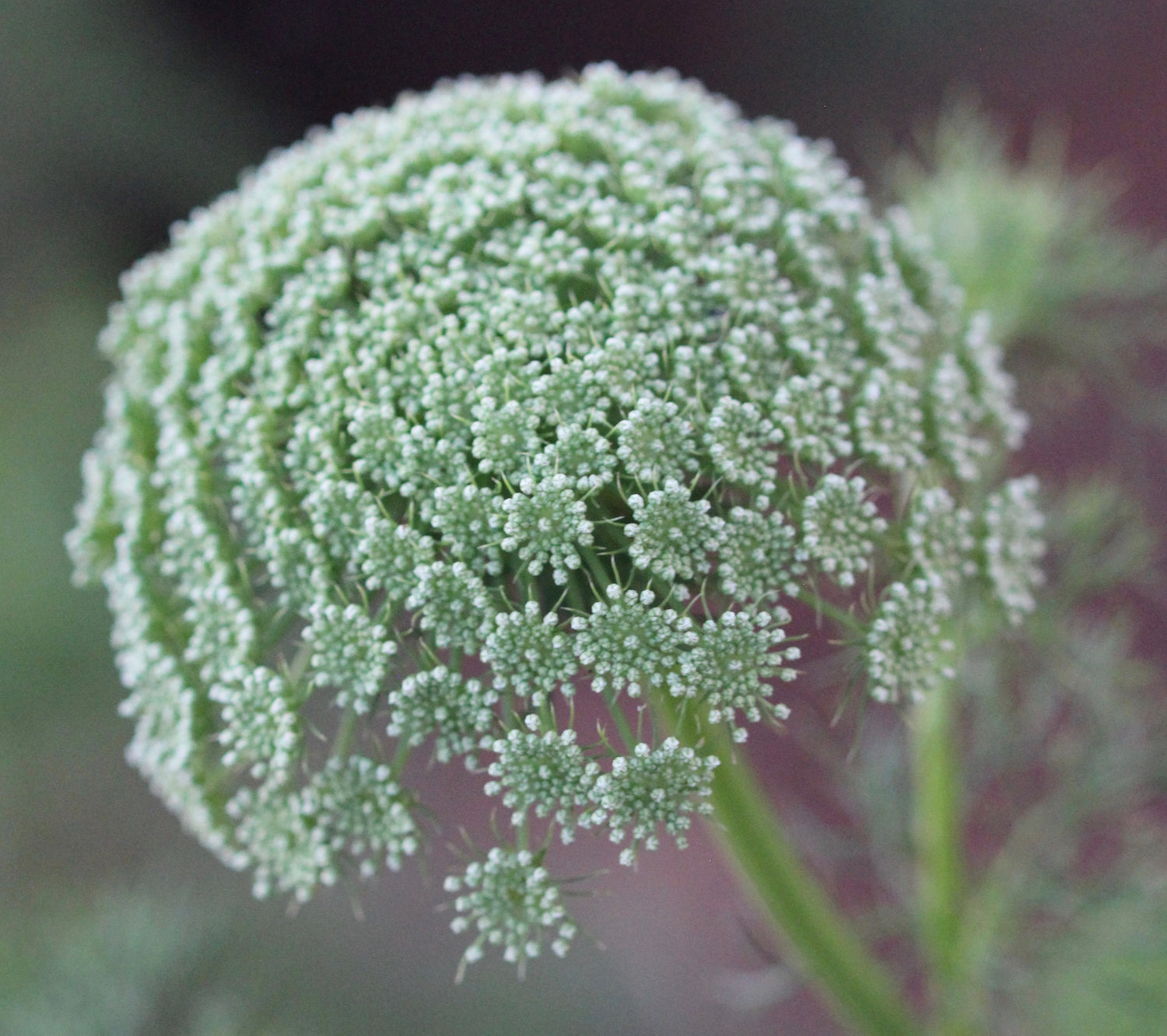 Ammi visnaga (khella) fresh seed tincture