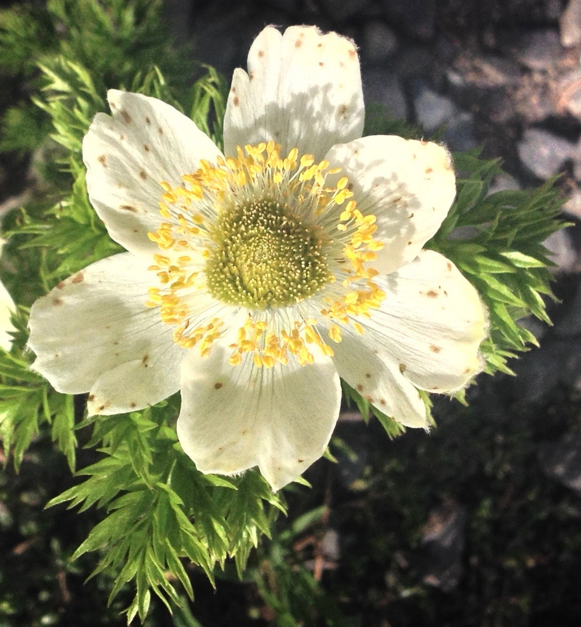 Pulsatilla occidentalis (Western Pasque flower) fresh aerial parts tincture - RESTRICTED