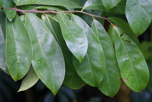 Annona muricata (soursop) fresh leaf tincture