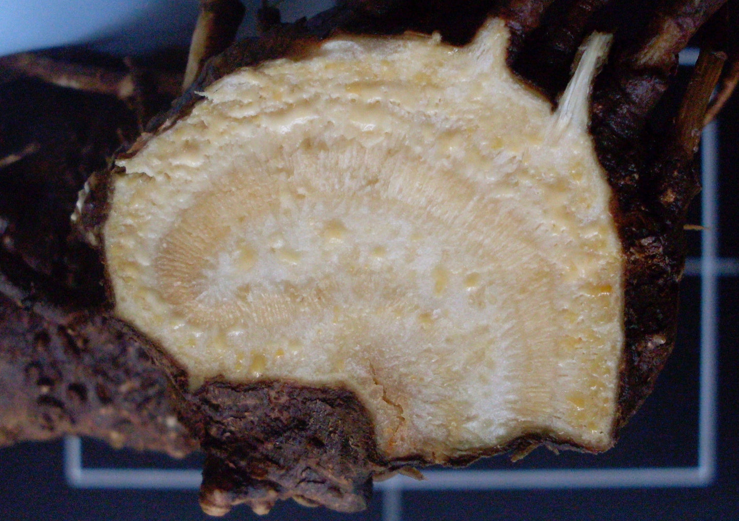 Aralia californica (California spikenard) fresh root tincture