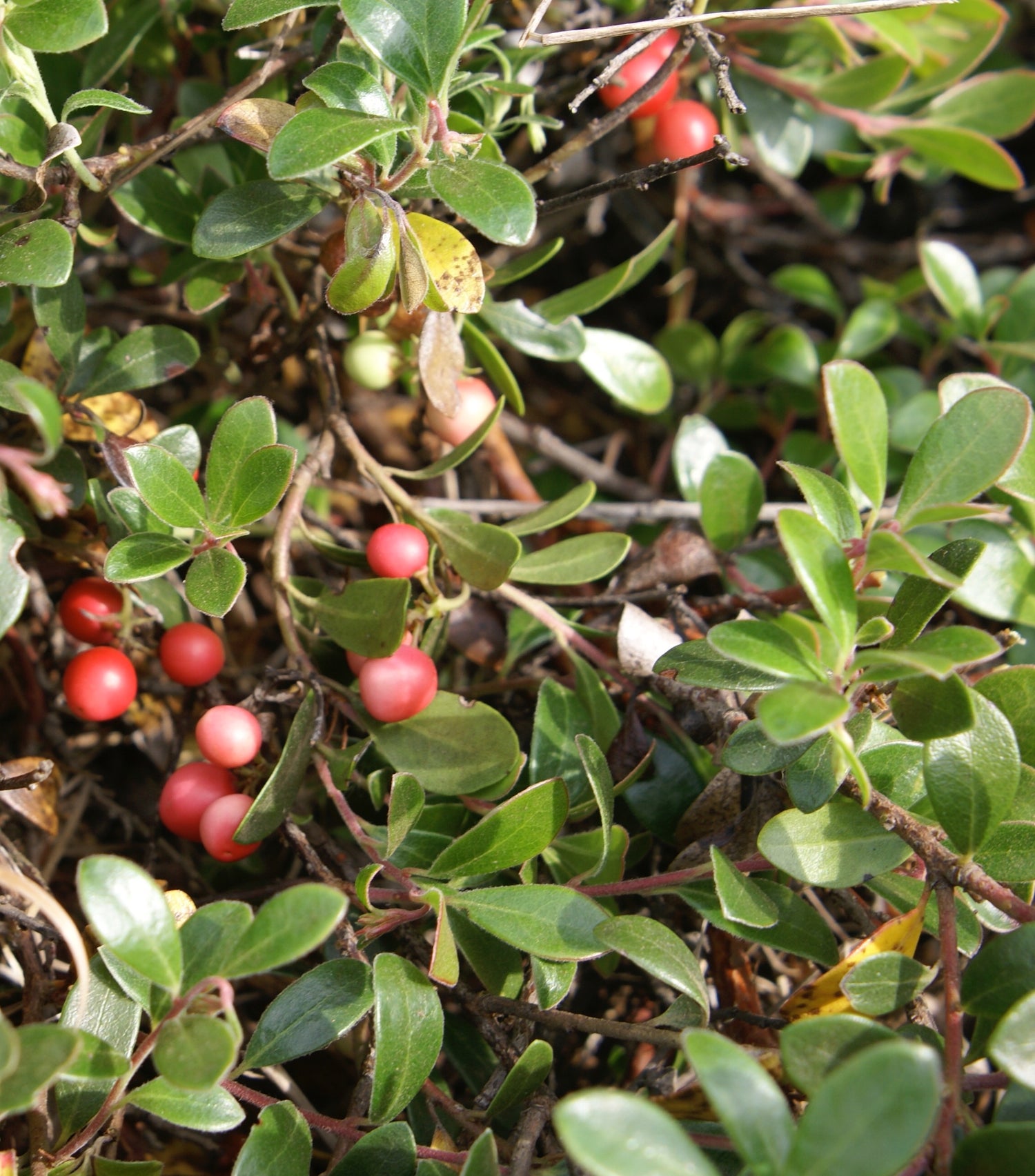 Arctostaphylos uva-ursi (uva-ursi) fresh aerial parts tincture