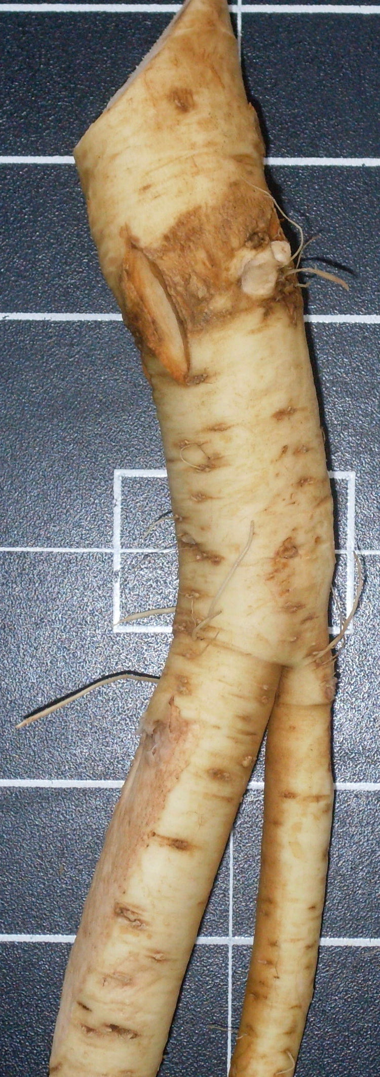 Armoracia rusticana (horseradish) fresh root tincture