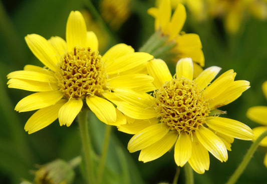 Arnica spp. (arnica) fresh aerial parts in flower tincture - RESTRICTED