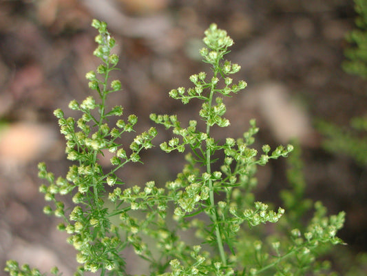 Artemisia annua (sweet wormwood) fresh aerial parts tincture