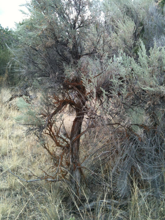 Artemisia tridentata (sagebrush) fresh aerial parts tincture