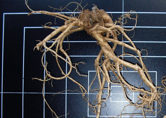 Astragalus membranaceus (astragalus) fresh root tincture