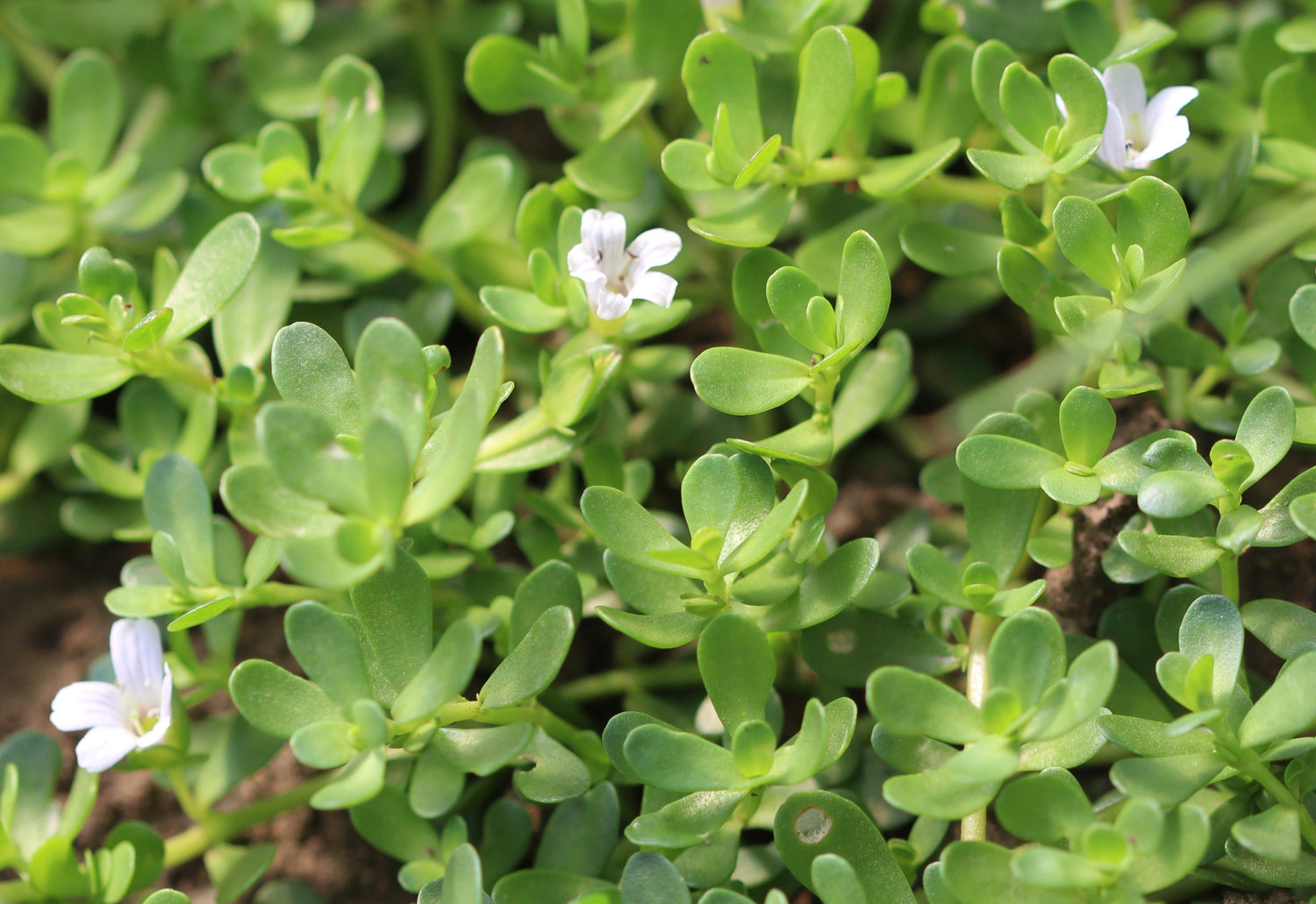 Bacopa monnieri (bacopa) fresh whole plant tincture